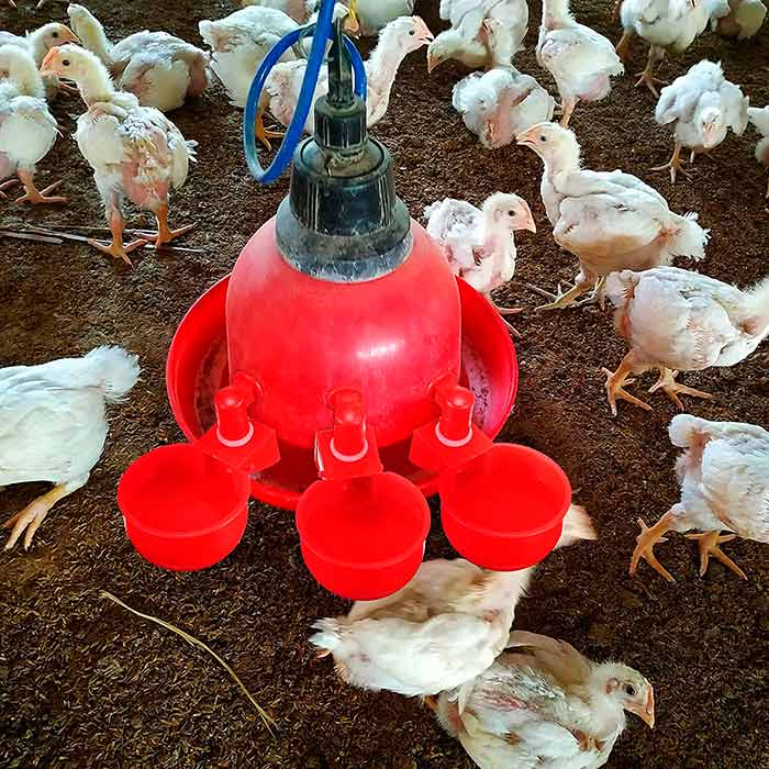 ChickenBowl, adapator de apă pentru găini și alte păsări (set de 6 bucăți) - Image 6