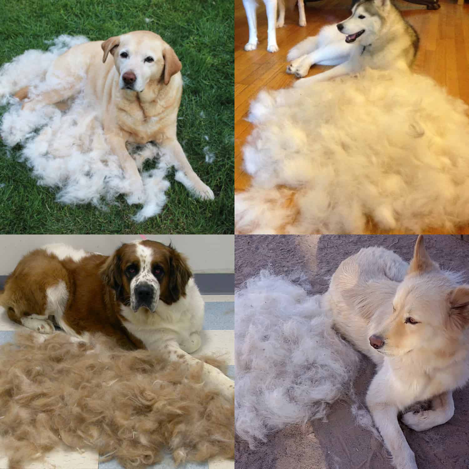 PENTRU PERIOADA DE SCHIMBARE A BLĂNII