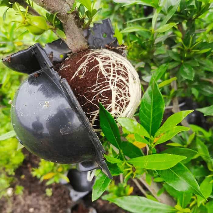 RootBall, dispozitive pentru germinarea cu succes a plantelor (2 bucăți) - Image 7