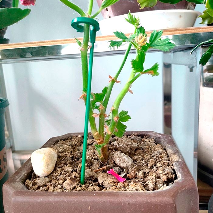 SupportPlant, suport de plante (10+10 GRATUIT) - Image 2